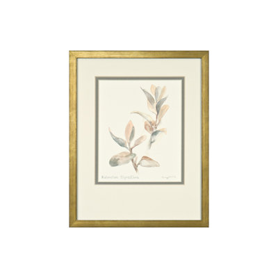 Daughdrill " Kalanchoe Thyrsiflora " by Daughdrill