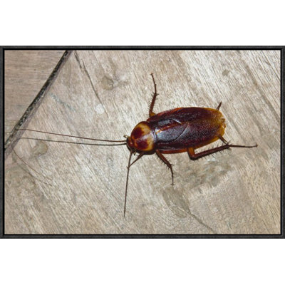 " American Cockroach "