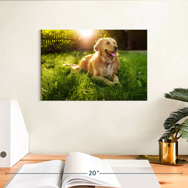 Golden retriever Brampt ensoleillé, H 8 po x l 12 po