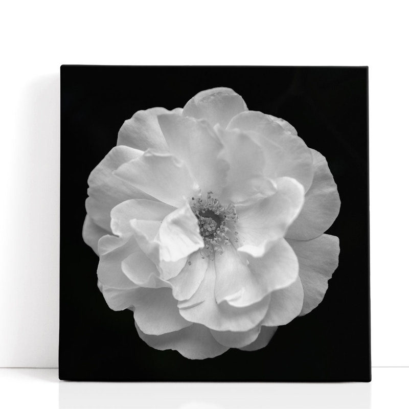 Rose - Canvas Print Wall Art, 12" H x 12" W