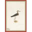18th Century Bird Re-Strikes XV Painting
