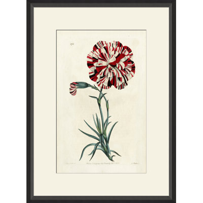 Watts Carnation I Print