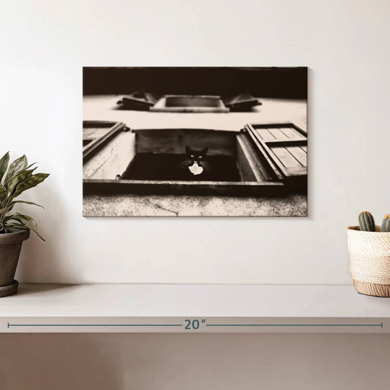 Crowle Dali, le chat, photographie, H 8 po x l 12 po