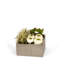 Geometric Cabbage Roses Floral Arrangement in Planter-1375873576