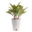 Aglaonema Plant in Planter