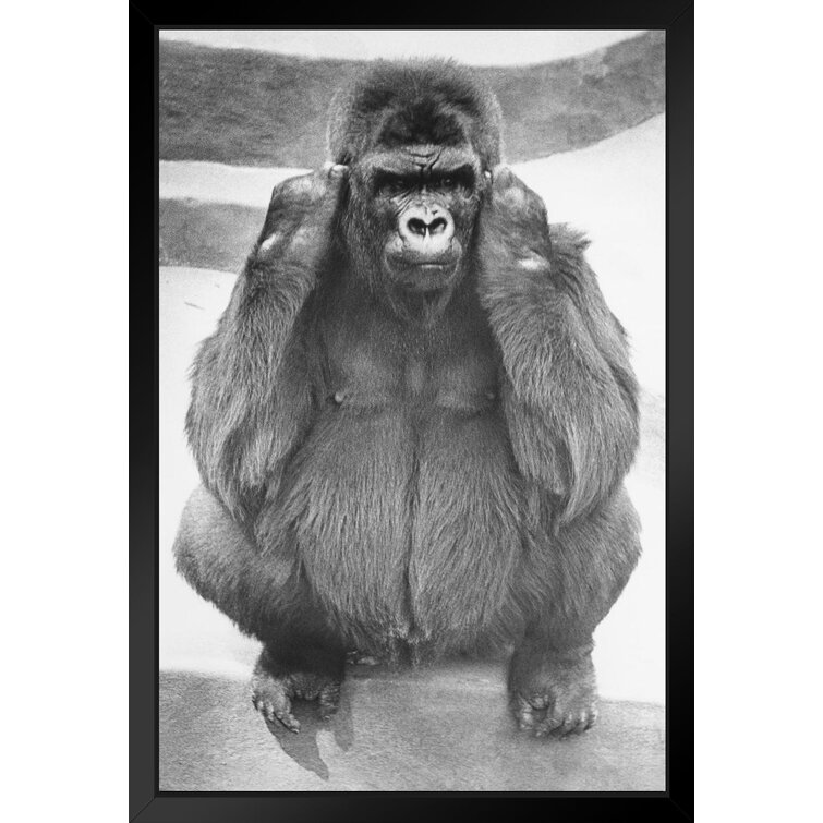 https://assets.wfcdn.com/im/34926938/resize-h755-w755%5Ecompr-r85/1859/185968769/Gorilla+Sitting+On+Steps+Holding+Ear+Pictures+Of+Gorillas+Poster+Primate+Poster+Gorilla+Picture+Paintings+For+Living+Room+Tropical+Nature+Wildlife+Art+Print+Black+Wood+Framed+Art+Poster+14X20.jpg