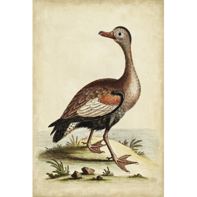 Antique Bird Menagerie VI by George Edwards - Wrapped Canvas Print