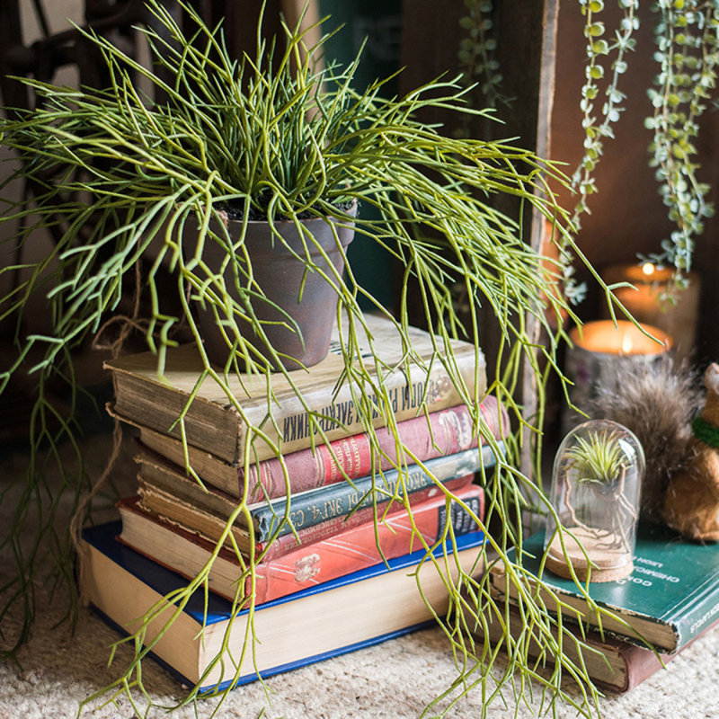 Plante usnea artificielle, Cinq tiges