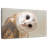 Brampt Barn Owl Gaze-107679670