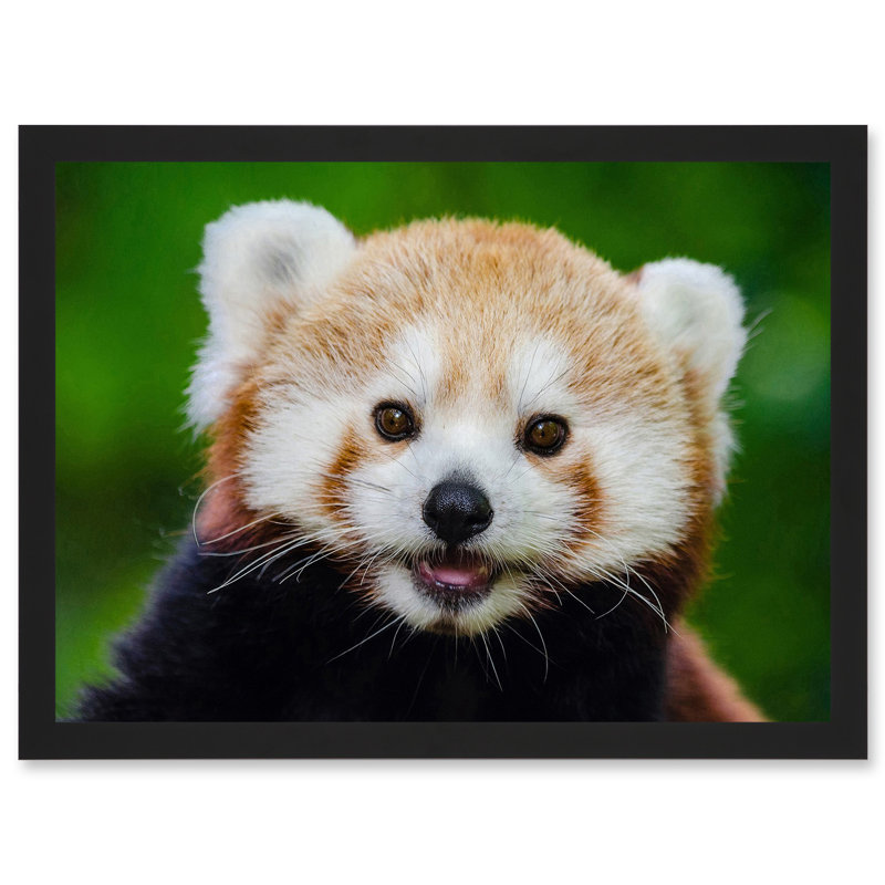 Cute Animal Photo Red Panda Bear Cat Portrait Artwork Framed A3 Wall Art Print