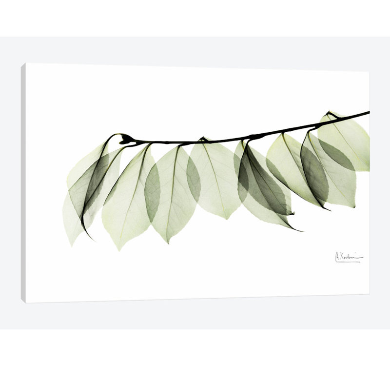 «Camelia Leaf in White» par Albert Koetsier, reproduction d'art graphique sur toile, H 12 po x l 18 po x P 1,5 po
