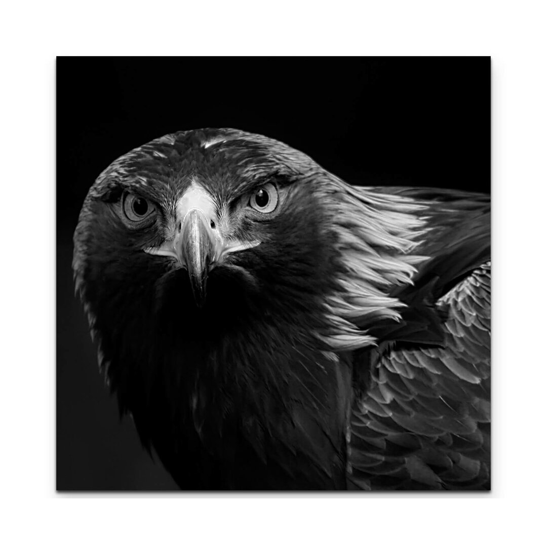 Leinwandbild Portrait eines Steinadler