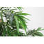 Faux saule de 7 pi avec doublure de pot