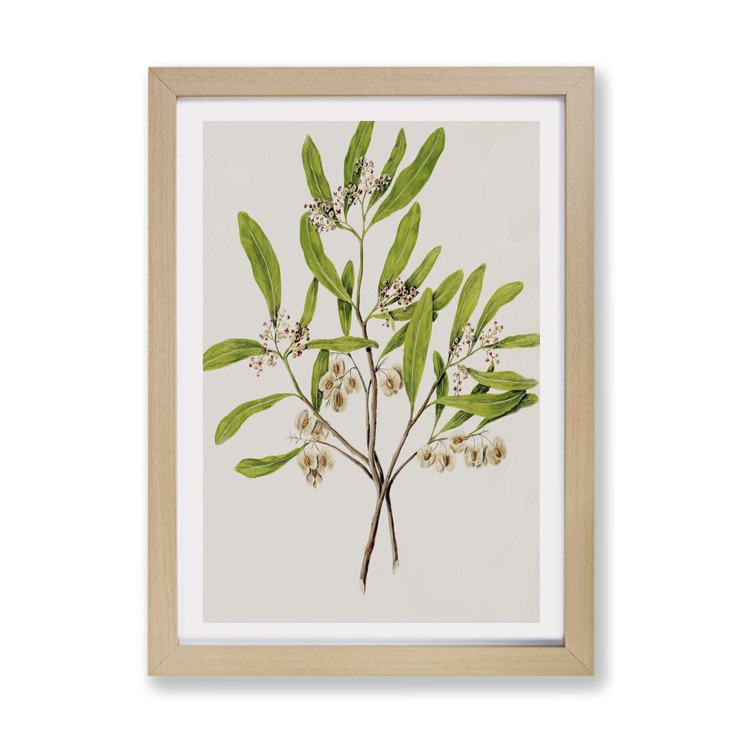 Akeake Flowers by Sarah Featon - Framed Print