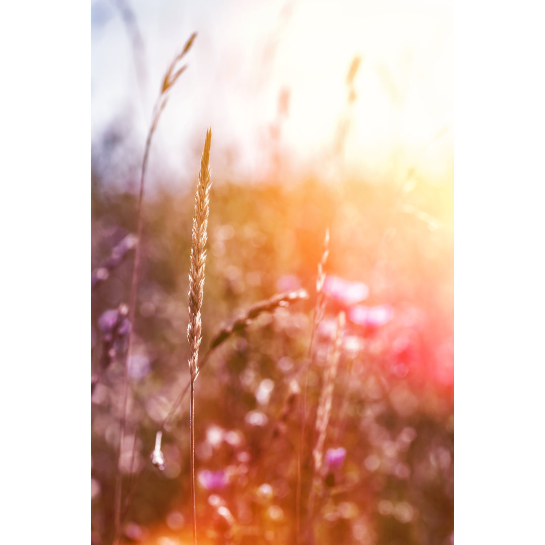 Flowery Field Plant von Gregory_DUBUS - Leinwand Kunstdrucke