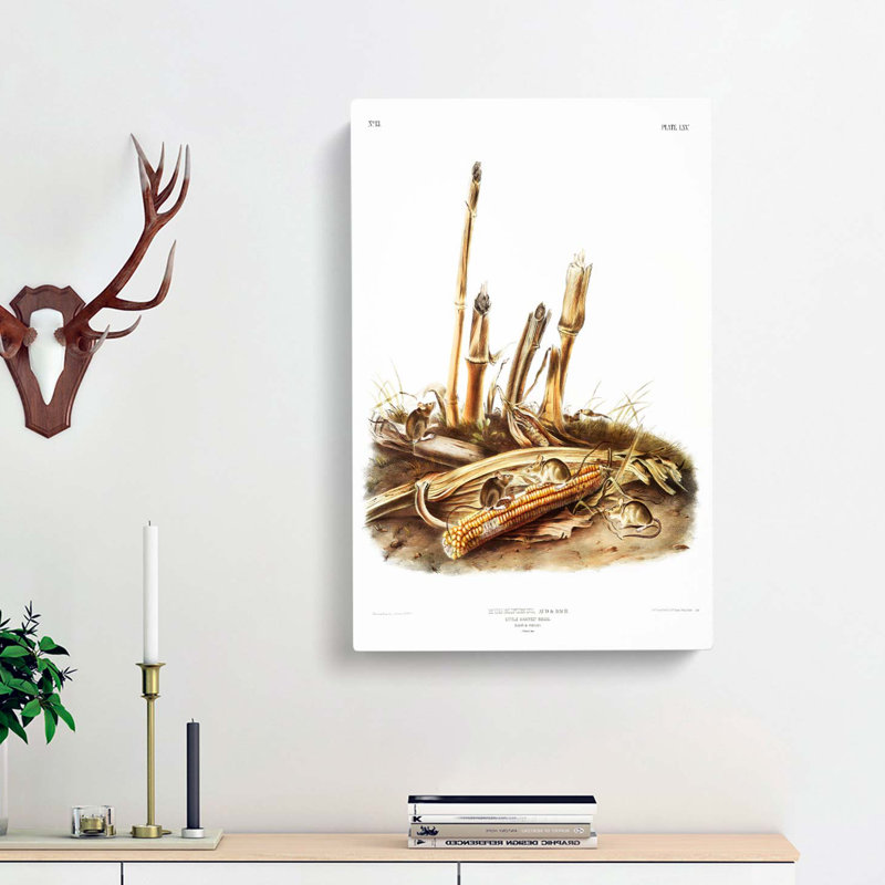 Harvest Mice by J.W. Audubon - Wrapped Canvas Print, 50cm H x 35cm W x 3cm D
