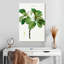 Harnek Magnolia Glauca-108423960