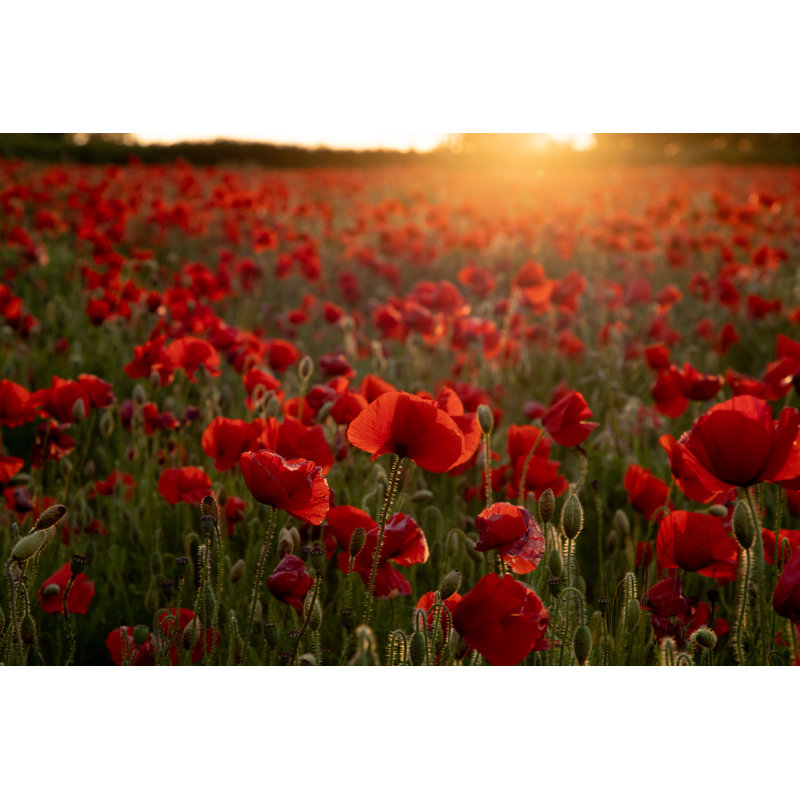 Golden Poppy Field - Photographie sur toile tendue, H 20 po x l 30 po