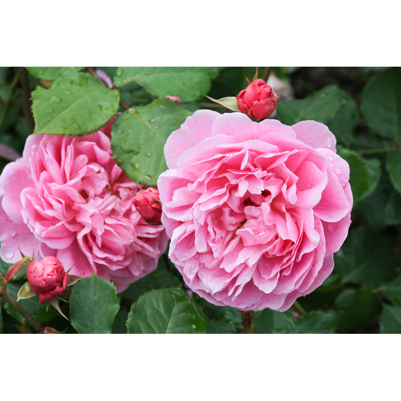 Ramble rose - photographie sur toile tendue, H 20 po x l 30 po