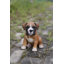 Boxer Puppy Statue