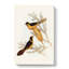 Helmeted Honeyeater by Elizabeth Gould - Wrapped Canvas-55360082