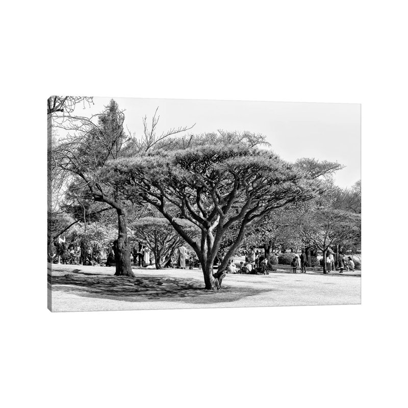 Japanese Tree by Philippe Hugonnard - Wrapped Canvas Print, 20.32 cm H x 30.48 cm W