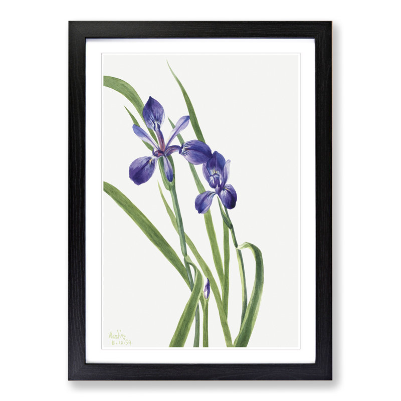 Iris by Mary Vaux Walcott - Picture Frame Painting, Black, 65cm H x 48cm W x 2cm D