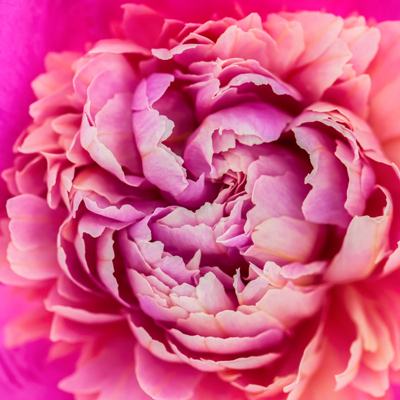 Pink Peony Flower by Taratata - Wrapped Canvas Print, 30cm H x 30cm W