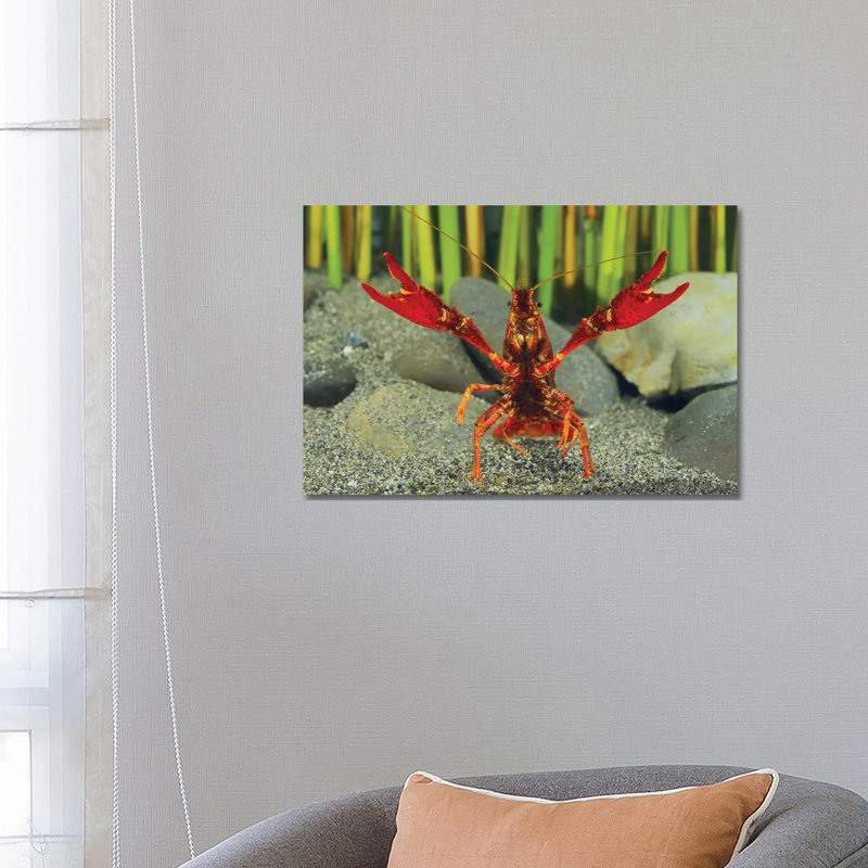 Louisiana Crayfish In Defensive Posture, Shiga, Japan by Shigeki Iimura - Wrapped Canvas Gallery-Wrapped Canvas Giclée