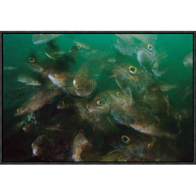 " Cunner Fish, Multiexposed 16X, Nova Scotia, Canada "