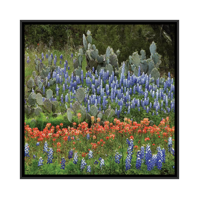 «Bluebonnet, Paintbrush Cactus, Texas and Pricky Pear», impression sur toile, H 26 po x l 26 po x P 1,5 po, Pas de tapis