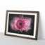Layers Of A Pink Gerbera Paint Splash - Picture Frame Graphic Art-56865796-56865797