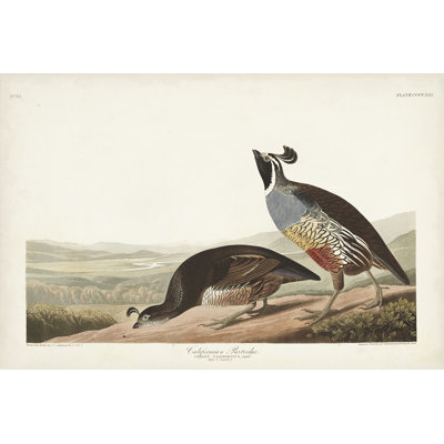 Pl 413 Californian Partridge