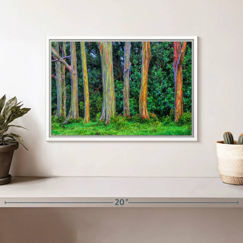 Eucalyptus arc-en-ciel, Cadre flottant blanc, 13 po x 9 po