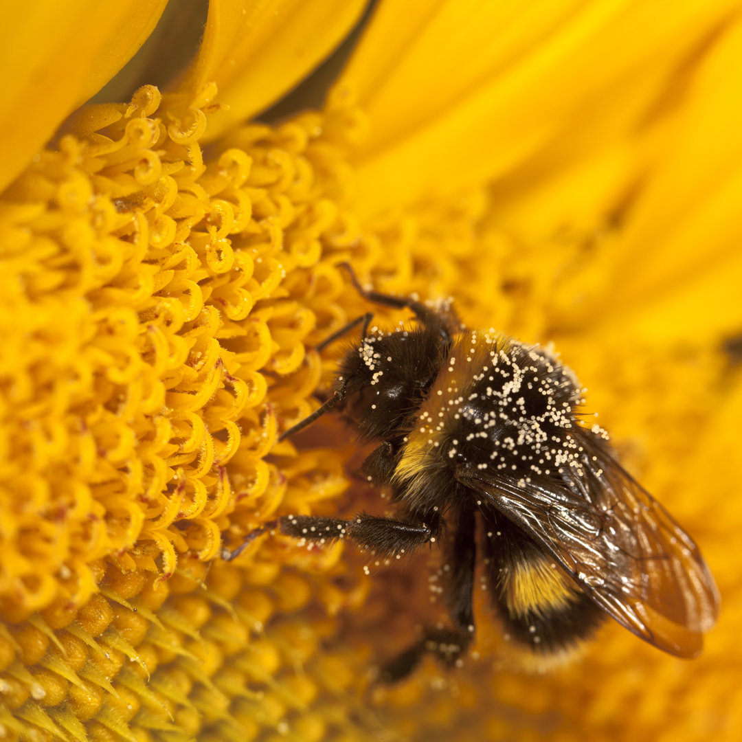 Hummel bestäubt Sonnenblume von Pawel Gaul - Kunstdrucke auf Leinwand