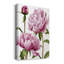 Winsome Peony I - impression sur toile tendue-1348430937