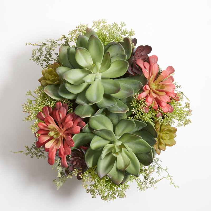 PLANT 14IN Round Succulent Arrangement, Natural Pot, Gray/Black