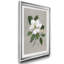 Magnolia botanique - reproduction de photo encadrée sur papier-1672420466-1672420457