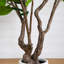 6 pi Arbre à fleurs artificiel Audrey Ficus