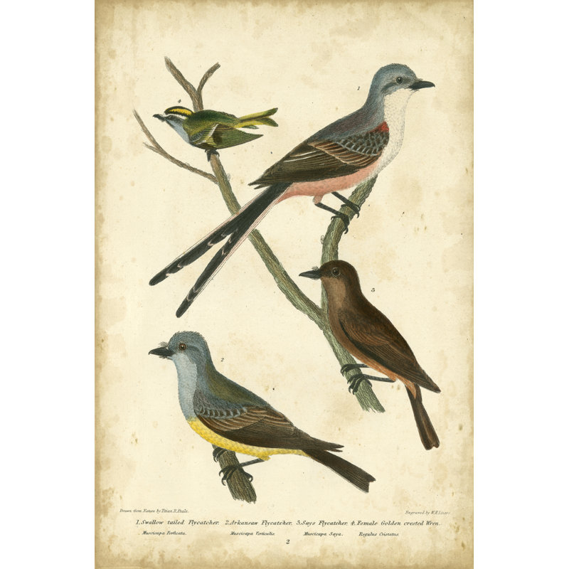 Wilsons Flycatcher by Alexander Wilson - Wrapped Canvas Painting, 46cm H x 30cm W