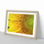 Petals of the Yellow Sunflower - Picture Frame Painting Print on MDF-56633645-56633648