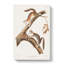 Downy Squirrels by Louis Renard - Wrapped Canvas-55342598