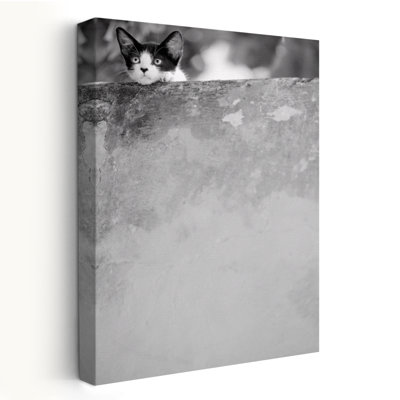 Rêver - photographie animaux, chats, humour, art