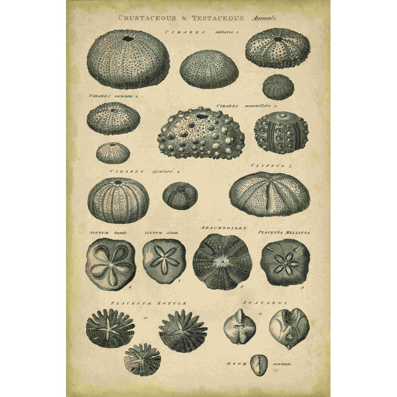 Étude de coquillages III