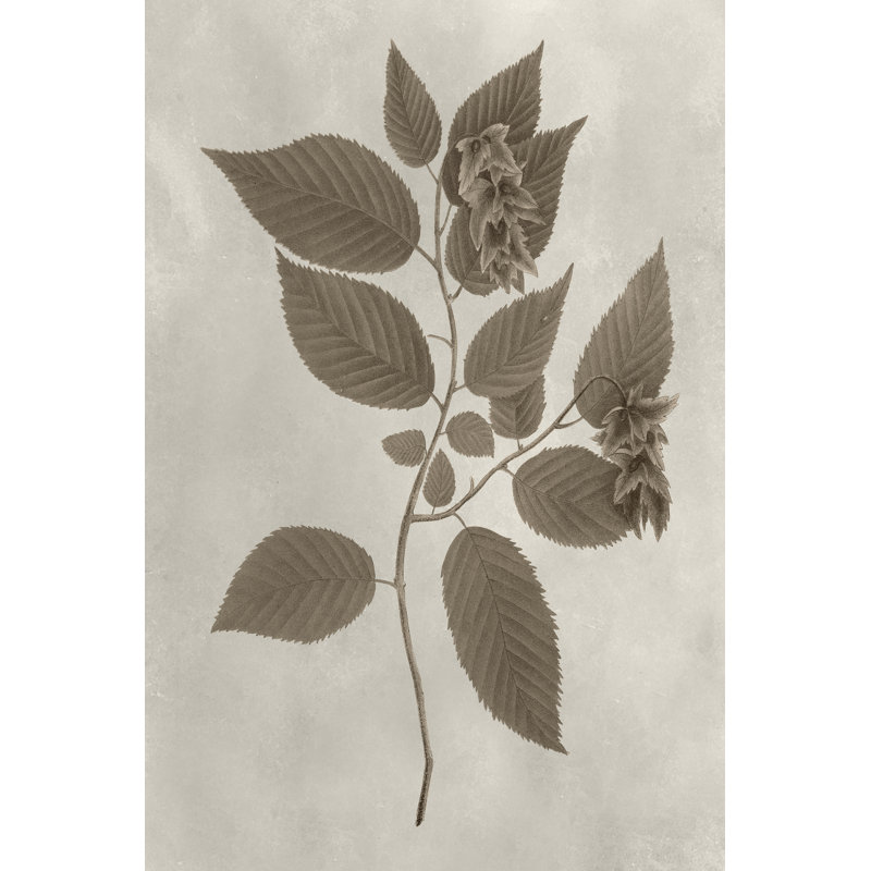 Arbor Specimen II - Wrapped Canvas Print, 46cm H x 30cm W x 3.8cm D