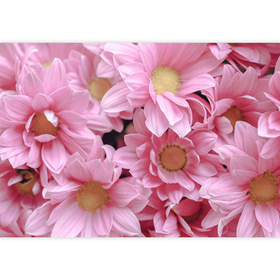 Gros plan sur un champ de fleurs de marguerites roses