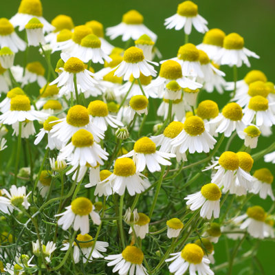Chamomile - Wrapped Canvas Print