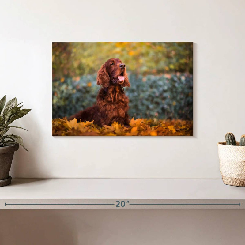 Setter irlandais en automne, H 8 po x l 12 po