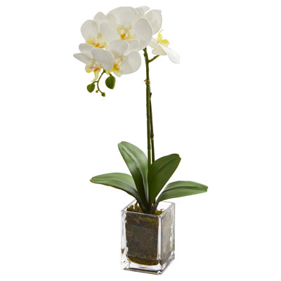 Orchid Arrangement in Vase