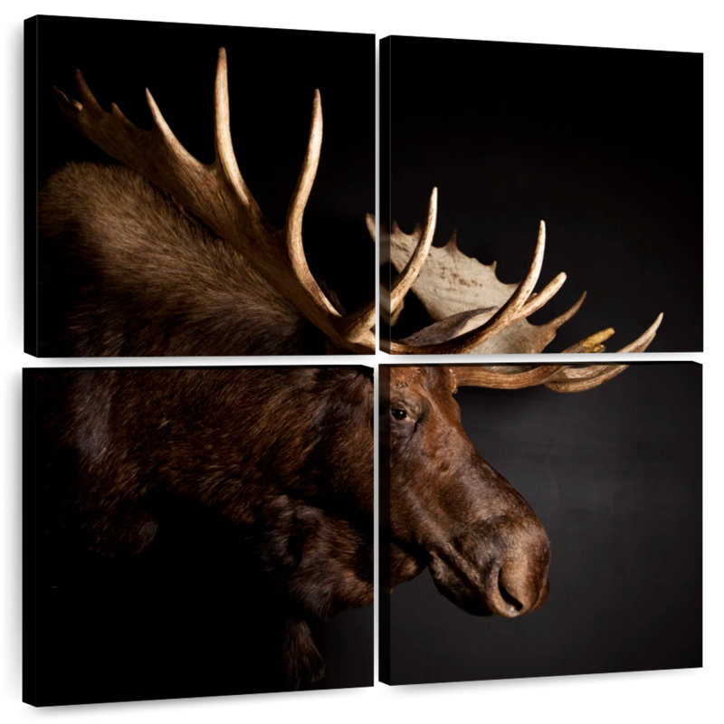 Brampt Antlered Moose, 26'' H x 26'' W